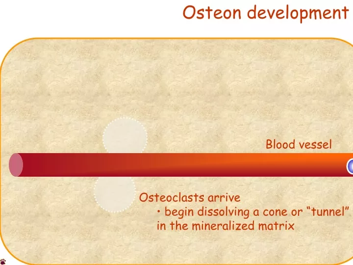 osteon development