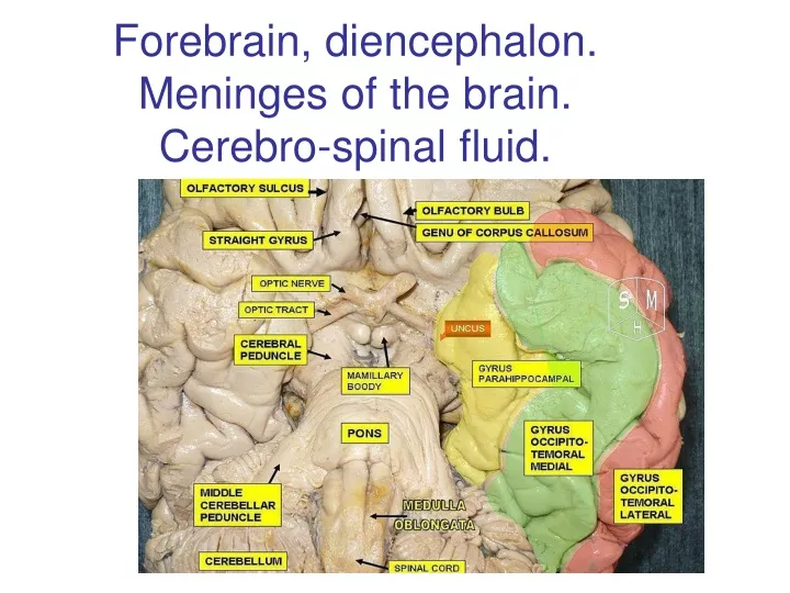 forebrain diencephalon meninges of the brain cerebro spinal fluid