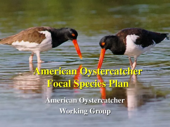 american oystercatcher focal species plan
