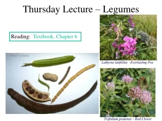 Thursday Lecture – Legumes