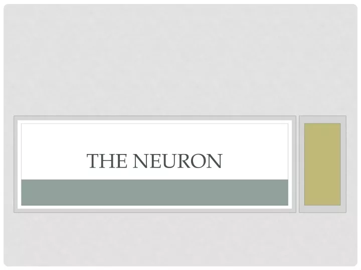 the neuron