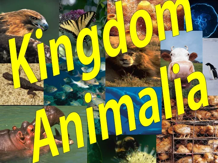 kingdom animalia