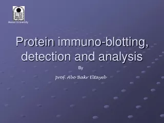 Protein  immuno -blotting, detection and analysis