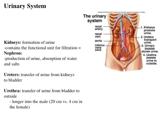 Urinary System