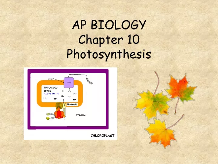 ap biology chapter 10 photosynthesis