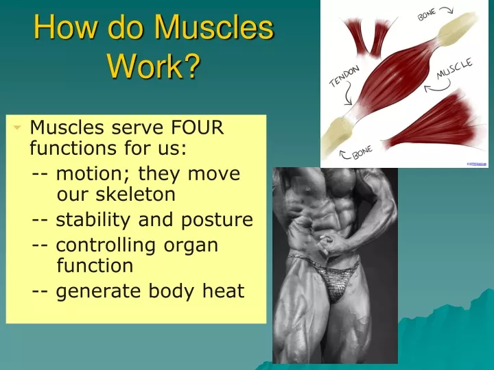 how do muscles work