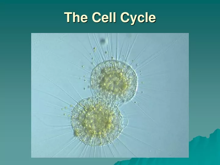 the cell cycle