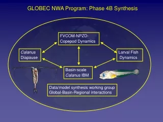 GLOBEC NWA Program: Phase 4B Synthesis