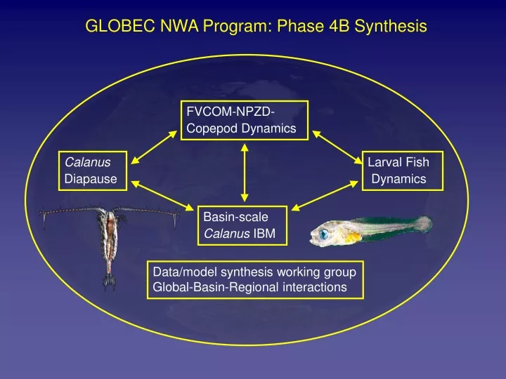 globec nwa program phase 4b synthesis