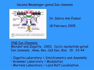 Second Messenger-gated Ion channels