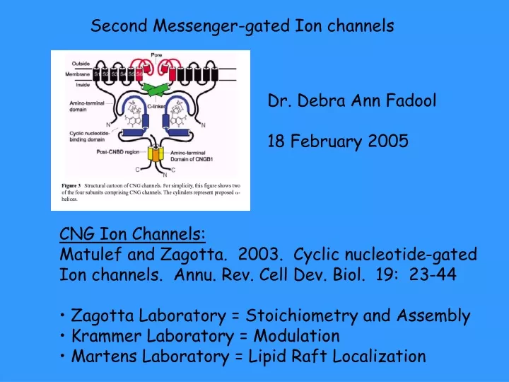 second messenger gated ion channels