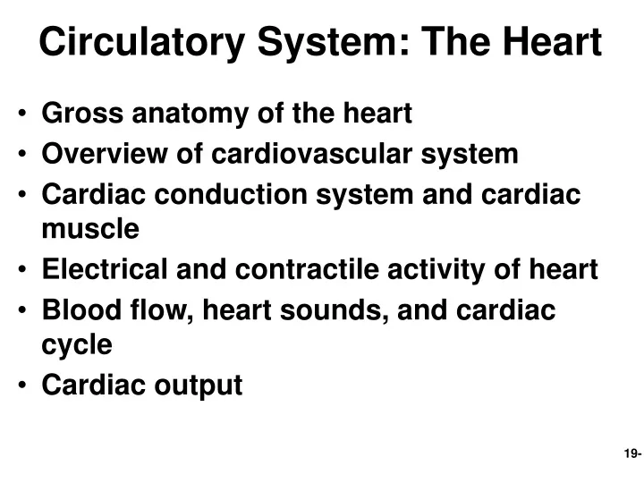 circulatory system the heart