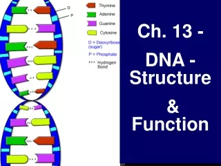 Ch. 13 -  DNA - Structure  &amp; Function