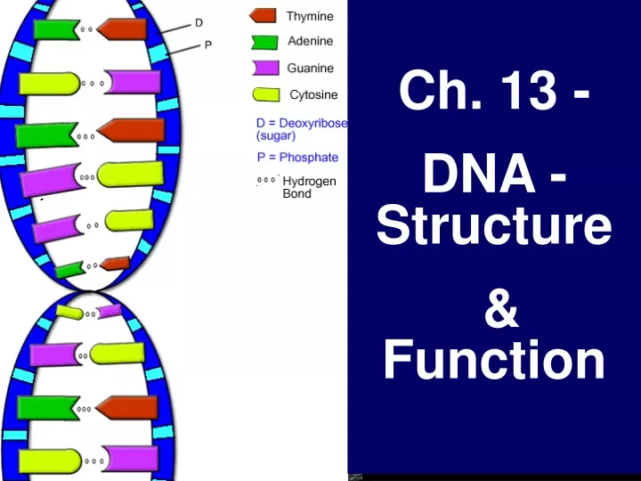 ch 13 dna structure function