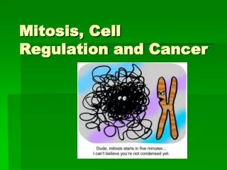 Mitosis, Cell Regulation and Cancer