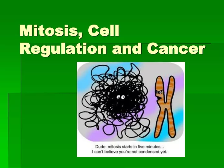 mitosis cell regulation and cancer