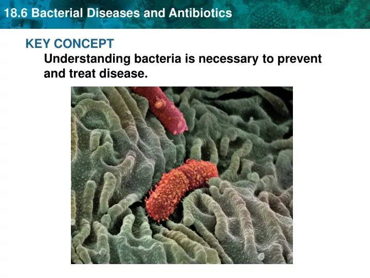 key concept understanding bacteria is necessary
