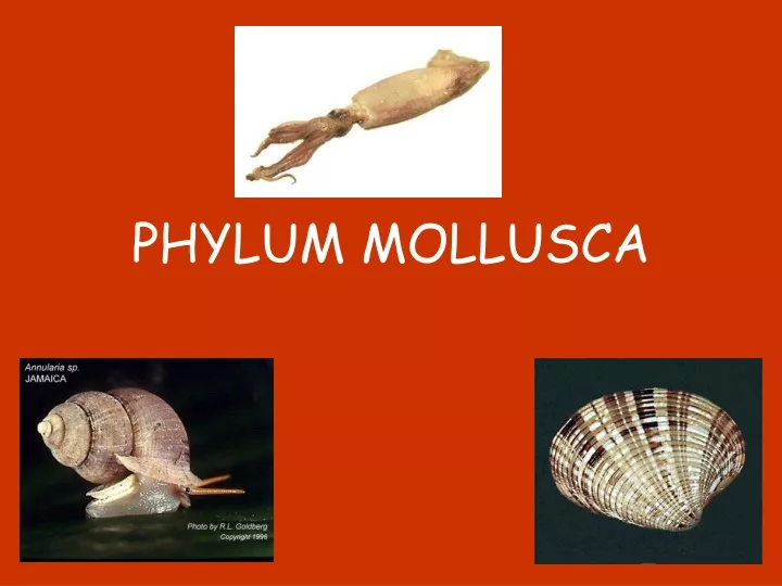 phylum mollusca