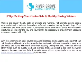 5 Tips To Keep Your Canine Safe &amp; Healthy During Winters