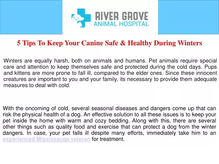 5 tips to keep your canine safe healthy during