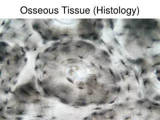 Osseous Tissue (Histology)