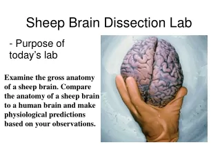 Sheep Brain Dissection Lab