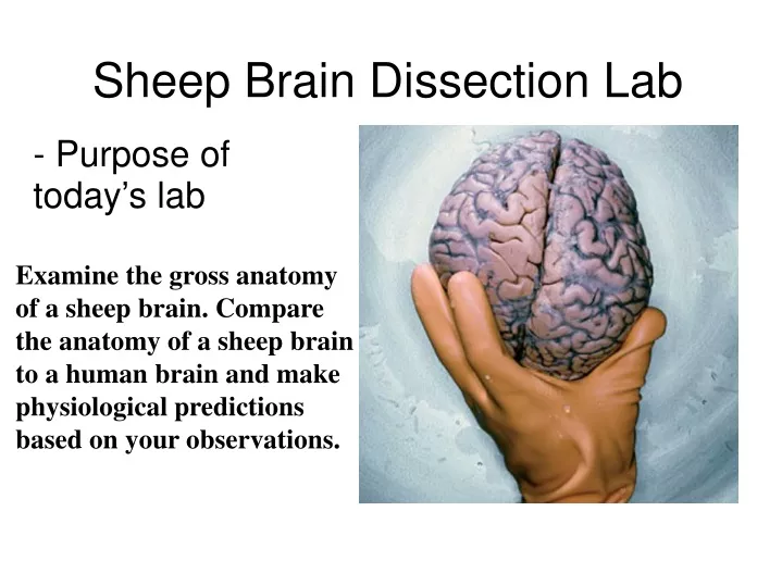 sheep brain dissection lab
