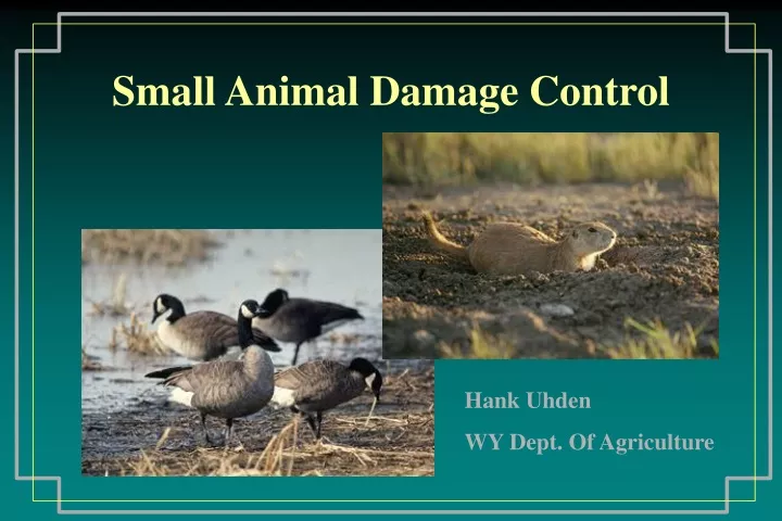 small animal damage control