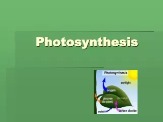 Photosynthesis