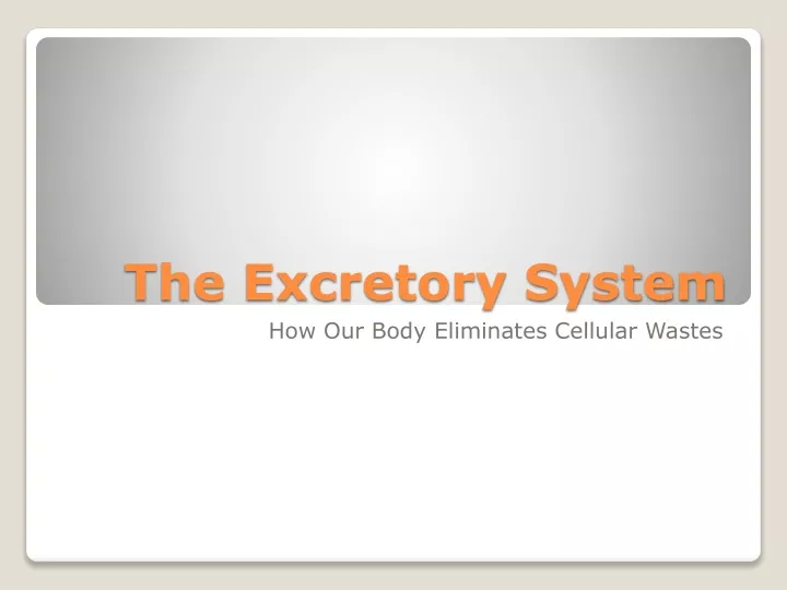 the excretory system