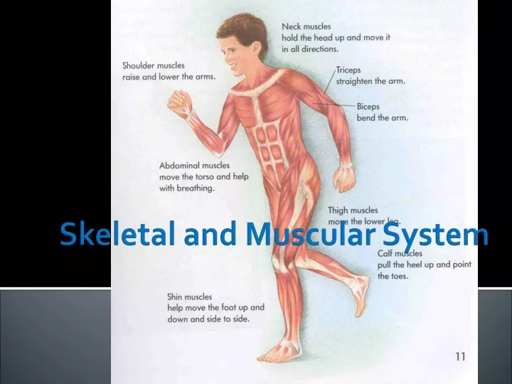 skeletal and muscular system