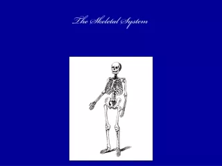 The Skeletal System