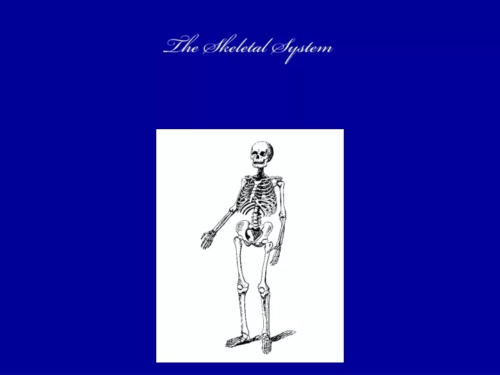 the skeletal system