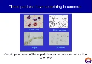These particles have something in common