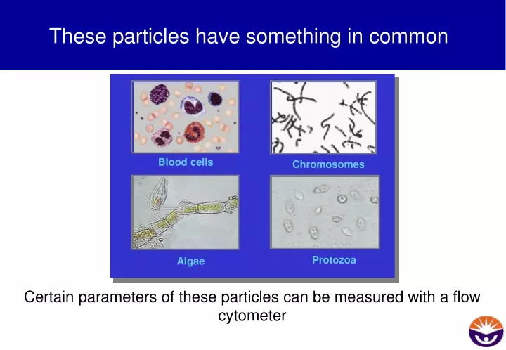 these particles have something in common