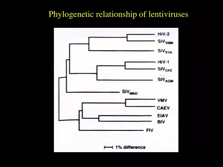 phylogenetic relationship of lentiviruses