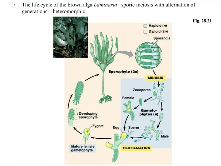 the life cycle of the brown alga laminaria sporic