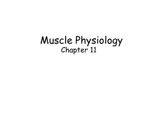 Muscle Physiology