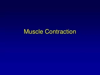 Muscle Contraction