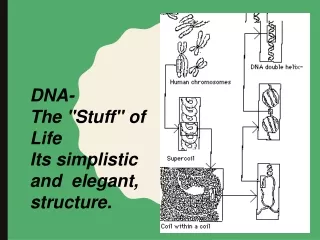 DNA- The &quot;Stuff&quot; of Life Its simplistic and  elegant,  structure.