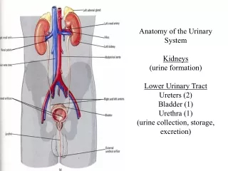 Anatomy of the Urinary System Kidneys (urine formation) Lower Urinary Tract Ureters (2)