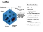 Comprehensive Overview of Cartilage Structure and Functions - slide 1