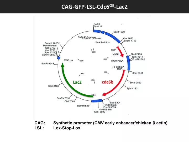 cag gfp lsl cdc6 oe lacz