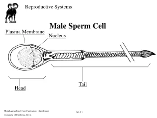 Male Sperm Cell