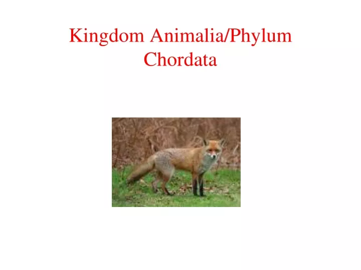 kingdom animalia phylum chordata