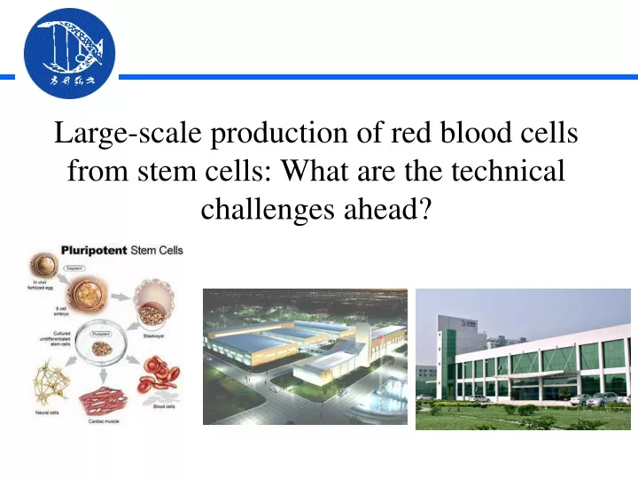 large scale production of red blood cells from