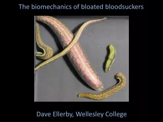 The biomechanics of bloated bloodsuckers