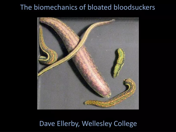 the biomechanics of bloated bloodsuckers