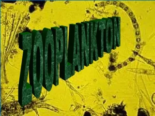 ZOOPLANKTON