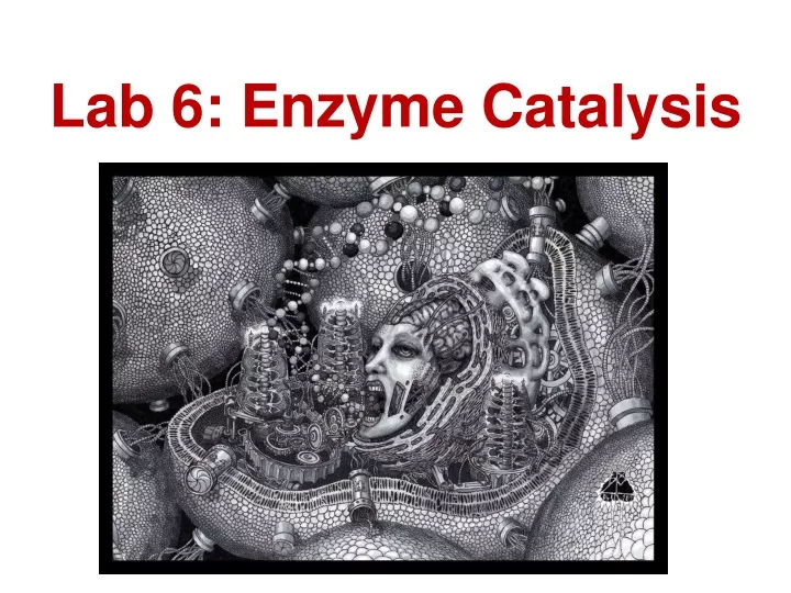 lab 6 enzyme catalysis